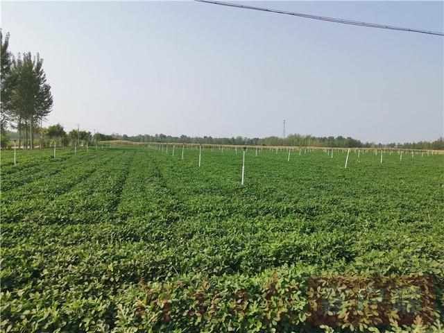  「品种」河南高油酸花生育种再获重大进展 每亩可增产10公斤增收100元