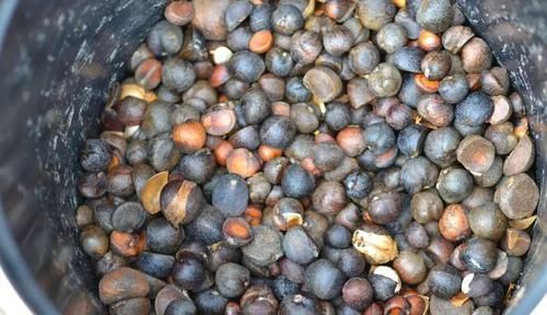  油茶籽油■农村这种树结果20斤，含油量达到59％，用它榨出的油60一斤