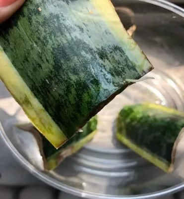  『技巧』虎皮兰2块一盆，根本不用买，学学扦插小技巧，两周生出10多盆