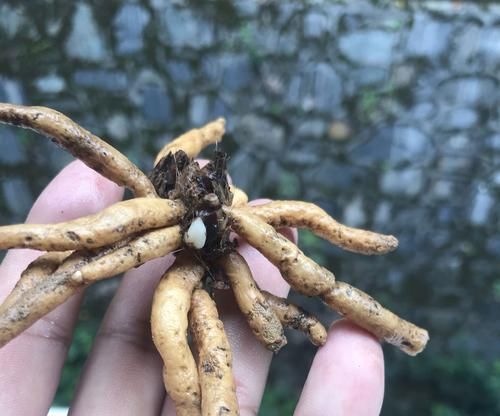  【发芽】只有根系没有叶片的兰花还能养吗？挖个坑埋起来，一个月见惊喜