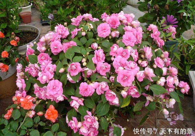  「植物」这3种植物最怕长得太旺盛，要及时修剪，剪得越秃越好