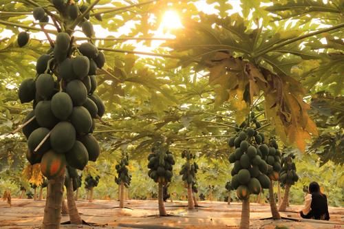 光明集团光明小镇