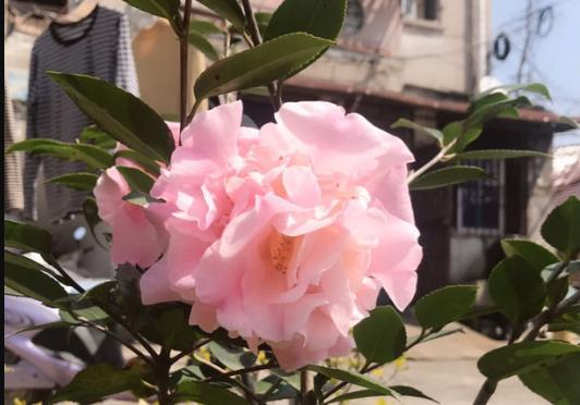  [常见]花市常见的7种花，买回家总是养不活，就是因为不会浇水！
