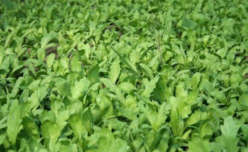  「不少」亩收3000斤，一年能采收3次，一斤卖8元，农民却不愿种