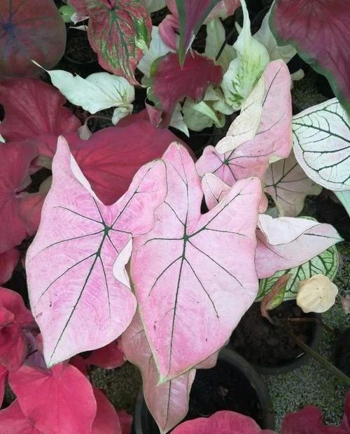  【环境下】不想家里养的植物看着太单调，养一盆五彩芋就会能改变