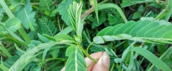  『药用价值』植物小知识！形似“含羞草”，却是特殊的保护植物，有药用价值