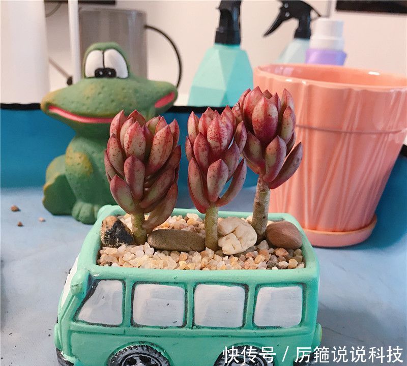  『服盆』上盆：3棵“红树”多肉，1辆车，丹格朗司，养出“文艺范”！