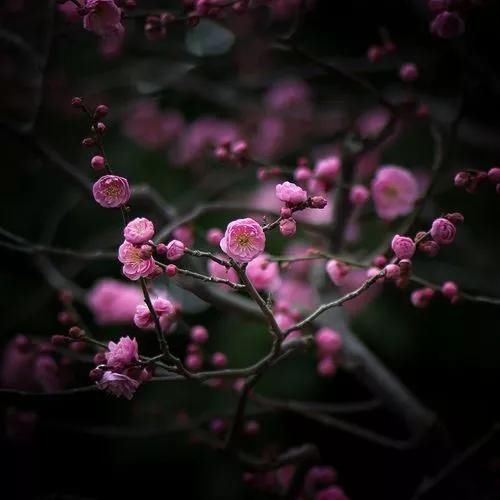 【花中】中国10大名花,哪个是你的最爱?