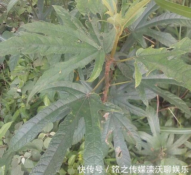  人称：这植物人称“五爪龙”，看着不起眼，用处却不少，可惜不多见了
