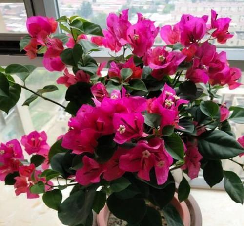  『口诀』修剪三角梅，记住“3字口诀”，侧芽多，花苞多，开花爆盆很简单