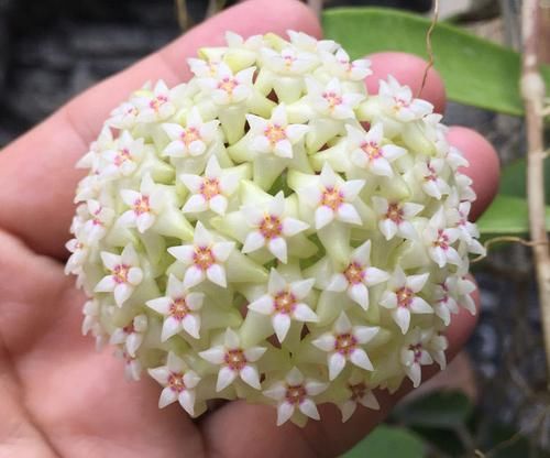  『花香』喜欢养花，不如养盆伽蓝花，枝繁叶茂，花香芬芳惹人爱