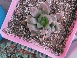  「玉露」水晶掌（宝草、玉露）的养护介绍