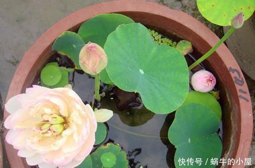  【寓意】春天养花添新株，当盆栽4种花卉，寓意好、株型美又好养活