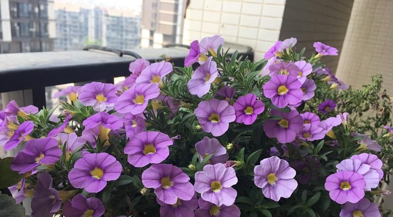  [值得]开花超多，容易爆盆，花期达半年，漂亮又好养，这种盆栽值得拥有