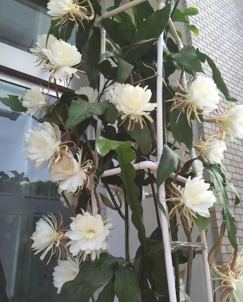  『令箭荷花』6种“荷花”，不用水只用土，开花一茬接一茬！
