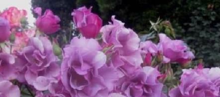  「美妙」喜欢菊花，不如养盆“珍奇名菊”俊和朝日，爆成花海，姿态美妙