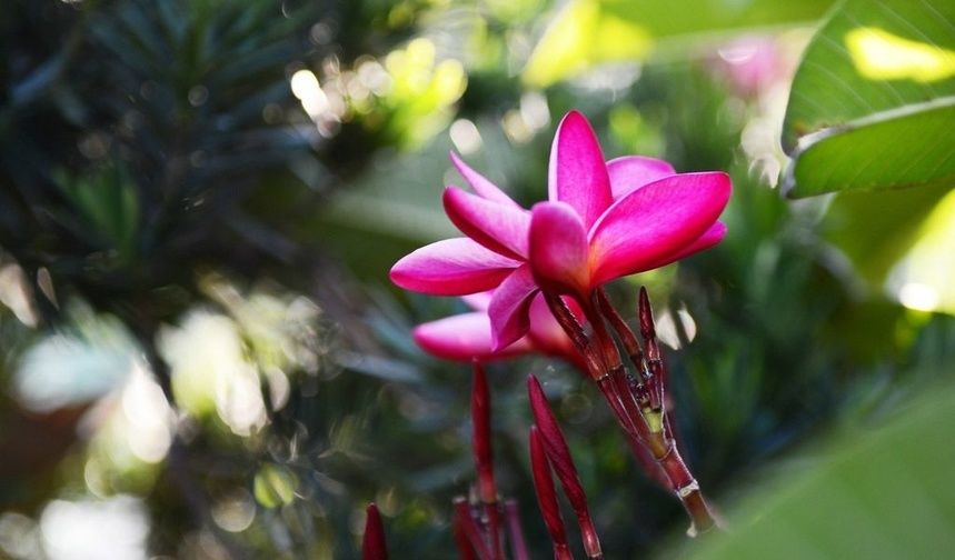 「湿润」此花,喜温暖无风环境,要求排水良好、湿润肥沃的土壤。