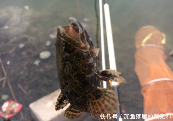  【条鳜鱼】北方也有鳜鱼吗？还是第一次见到，这位钓友钓的是不是鳜鱼？