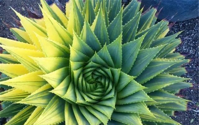  【螺旋芦荟】家养3种“贵气花”，不仅好看，还能把甲醛全吸光，真值！