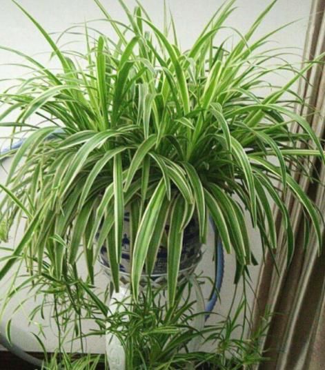 「吊兰的根」吊兰根系'撑爆'盆?跟着小编学,养根、分株,花盆都装不下