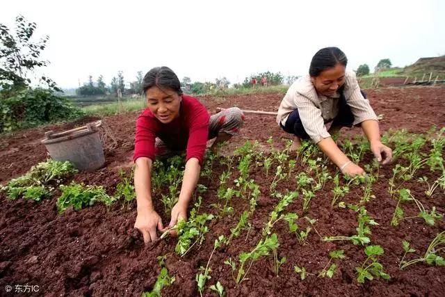 农村“争地边”现象为啥少了？