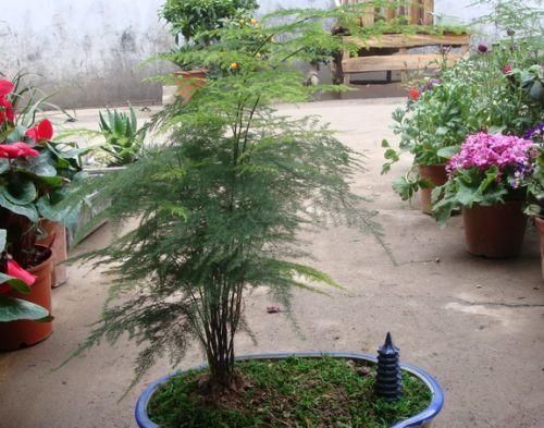  楼下@文竹老长得“乱糟糟”，楼下大爷教你“几招”，叶片青翠，枝形美