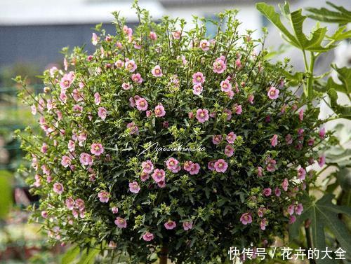  春天：春天养花选它，一盆能开200朵，养一盆四季开花，值得拥有