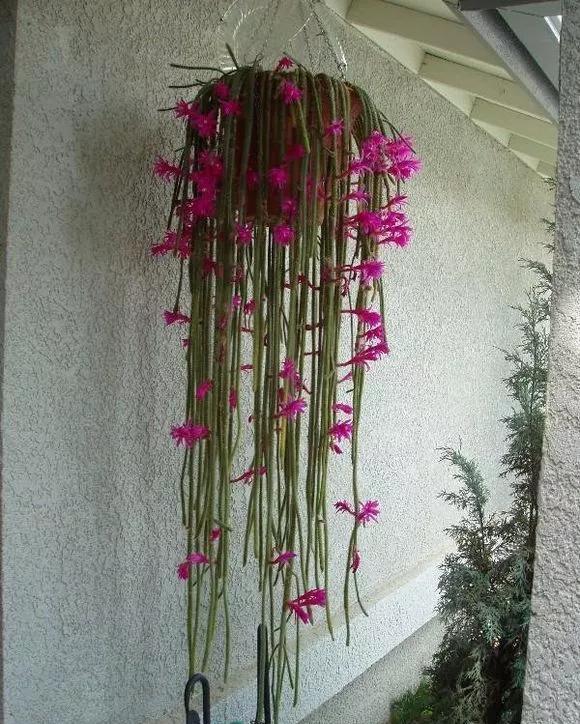 「还要」4种仙人掌植物“爱开花”,一开一大片,比蟹爪兰还要好看!