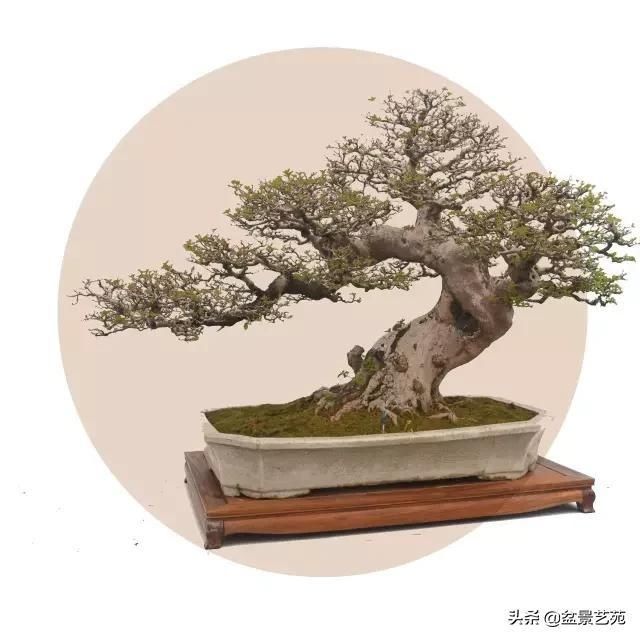  「成寸」盆景百态，缩地成寸