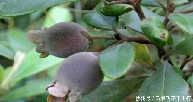  野果|此野果，儿时常摘，如今价值极高，您家若有，请别忽视