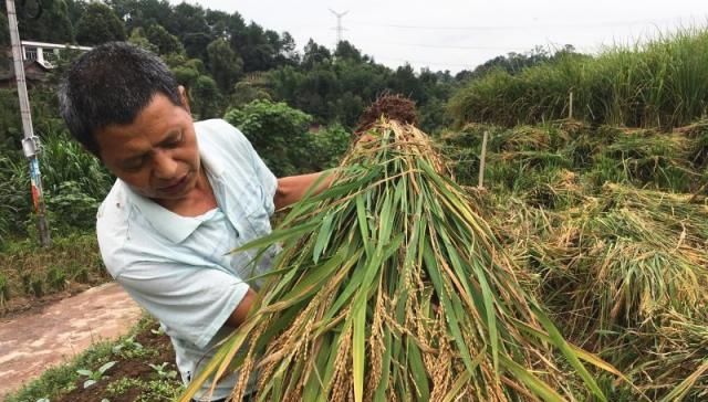  「生计问题」合村并镇后，农村土地要不要重新分配？养老和生计