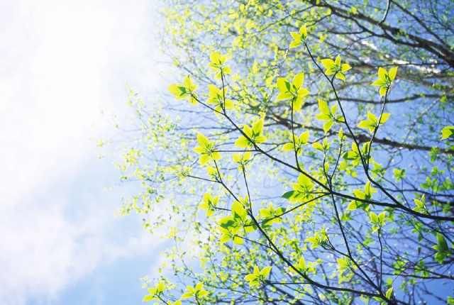  梨花■「清明节」梨花风起正清明，游子寻春半出城