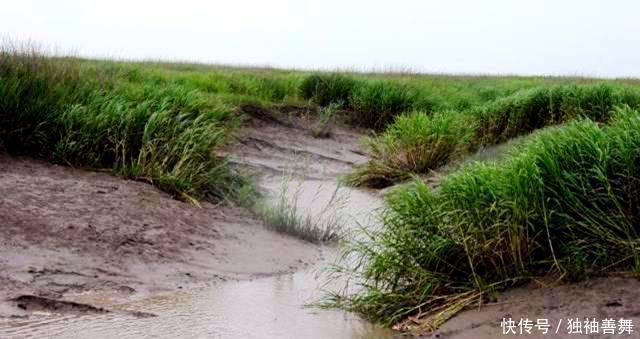  外来物种|“教授”好心从国外进口一种植物，如今已经泛滥成灾成为入侵物种！
