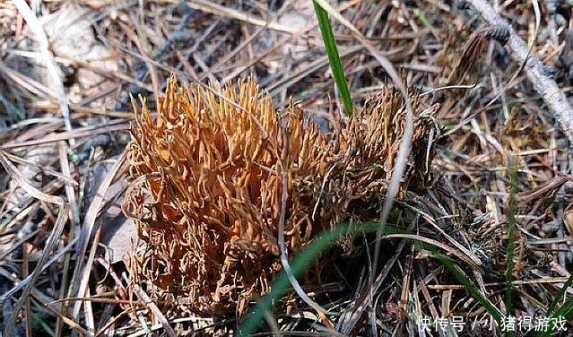 农村草丛里一山珍，形似鹿茸，十分珍贵，若遇到赶紧带回家