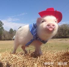 超萌袖珍猪认兔子当妈,兔子答应吗?