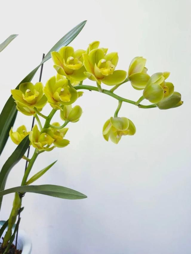 『光照』30种耐阴花,室内光照不佳,也能全年开花