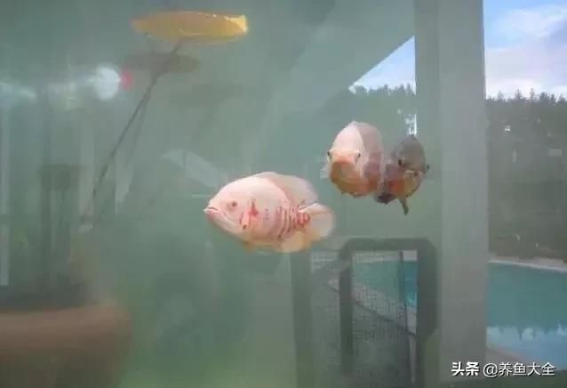  「漂亮」这么漂亮的龙池，竟然用3个垃圾桶做过滤？