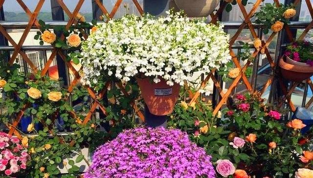  #兑水#药店的“2种”药片，兑水给花浇1浇，像打了“激素”，花开不断！