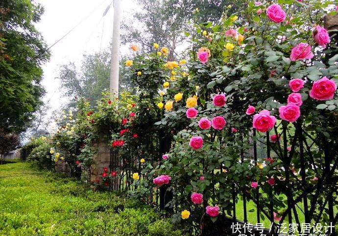 #月季#花卉种植技术:藤本月季用几加仑的盆,该如何养护?