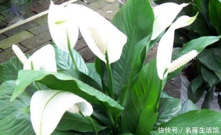  财运@养花就养3种花，好养易活花量大，寓意“财运高升”，福气满满