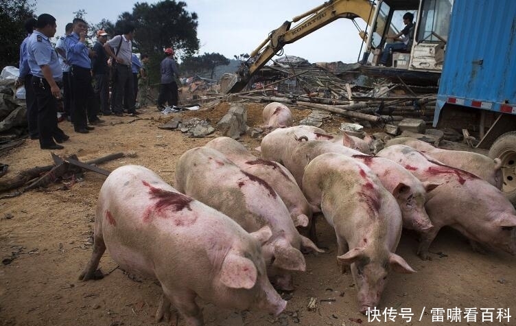  #养殖场#农村的养殖户注意，这3类养殖场或将被拆除，赶紧了解下