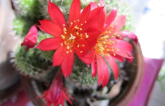 多肉花败就会死？家养多肉开花了，该不该剪掉？