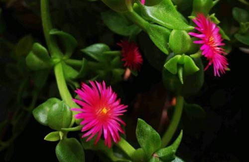  牡丹：美美的牡丹吊兰叶稀分枝少而且不开花？做到6点，叶茂开花快封盆