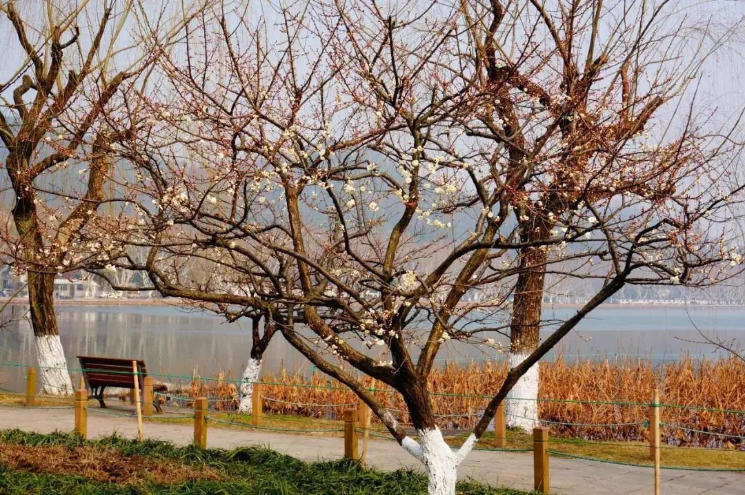 风景 | 壁纸福利！一大波梅花美图等你接收，周末去看正好！