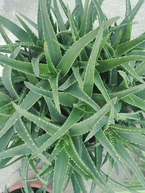  冒满@芦荟长不大？一个月“加餐”一次，长成小胖子，呼呼冒满小崽子