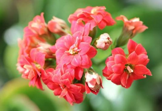  【适合】这5款耐旱植物，适合春夏养殖，长势旺盛开花艳，花色美丽不费心