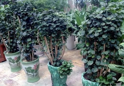  转运■3种“室内植物”，被称为“转运树”，养在家寓意好，还能观赏！