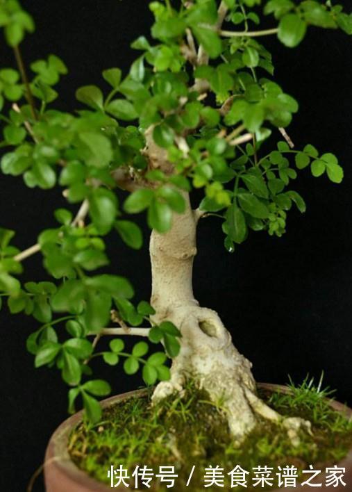 生活：农村有种植物，农民用来做柴火，做成盆栽漂亮价值翻倍