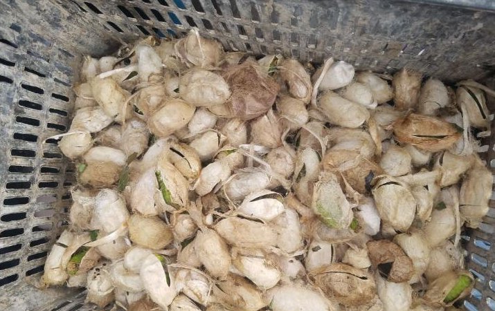 农村大妈凌晨采集“稀罕物”，早市现剪现卖，两小时赚了420元