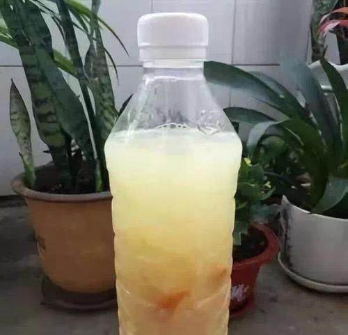  「浇花」磷酸二氢钾和淘米水，强强联合，变成复合肥，浇花养份足